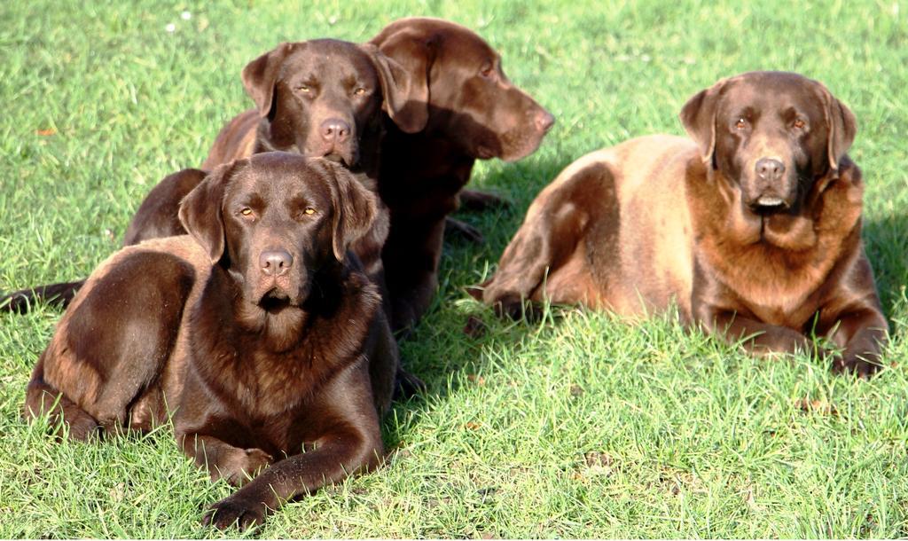 Saint-Pierre-la-Garenne Gite Labradors De Bailly - Giverny מראה חיצוני תמונה